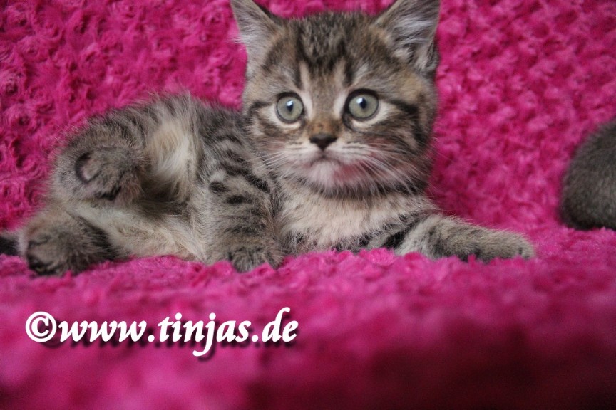 Britisch Kurzhaar Katzenbaby golden tabby</A>