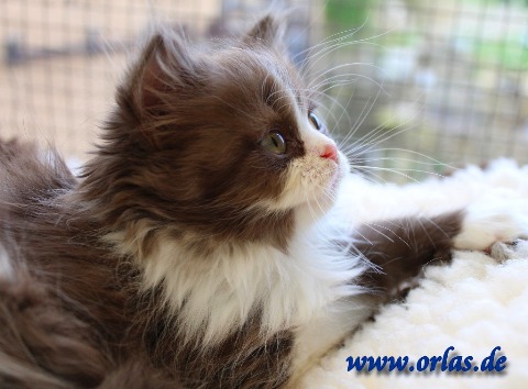 Scottish Fold Und Britisch Langhaar Katzenbabys In Thüringen