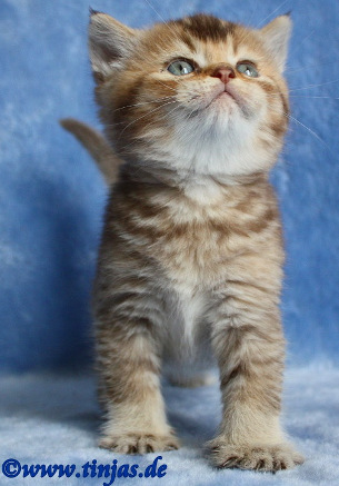 Informationen Tinjas über Bkh Und Scottish Fold Rassekatzen